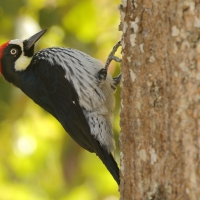 Dzięciur żołędziowy - Melanerpes formicivorus - Acorn Woodpecker