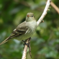 Empidonka żółtobrzucha - Empidonax flaviventris - Yellow-bellied Flycatcher