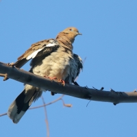 Gołębiak białoskrzydły - Zenaida asiatica - White-winged Dove