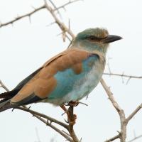 Kraska zwyczajna - Coracias garrulus - European Roller