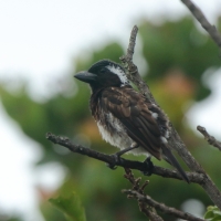 Brodacznik białouchy - Stactolaema leucotis - White-eared Barbet
