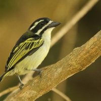 Wąsaczek żółtorzytny - Pogoniulus bilineatus - Yellow-rumped Tinkerbird
