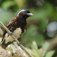 Brodacznik białouchy - Stactolaema leucotis - White-eared Barbet