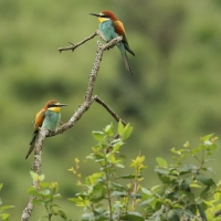 Żołna zwyczajna - European Bee-eater