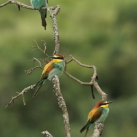 Żołna zwyczajna - European Bee-eater