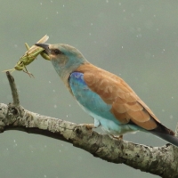 Kraska zwyczajna - Coracias garrulus - European Roller