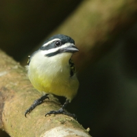 Wąsaczek żółtorzytny - Pogoniulus bilineatus - Yellow-rumped Tinkerbird