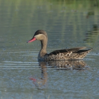 Srebrzanka czerwonodzioba - Anas erythrorhyncha - Red-billed Teal