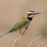 Żołna białogardła - Merops albicollis - White-throated Bee-eater