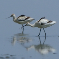 Szablodziób - Pied Avocet
