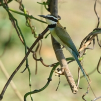 Żołna białogardła - Merops albicollis - White-throated Bee-eater