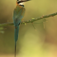 Żołna białogardła - Merops albicollis - White-throated Bee-eater