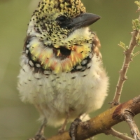 Brodal ciemnodzioby - Trachyphonus darnaudii usambiro - Usambiro Barbet