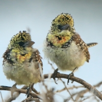 Brodal ciemnodzioby - Trachyphonus darnaudii usambiro - Usambiro Barbet