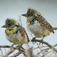 Brodal ciemnodzioby - Trachyphonus darnaudii usambiro - Usambiro Barbet
