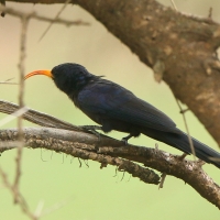 Czarnodudek czerwonodzioby - Rhinopomastus minor - Abyssinian Scimitarbill