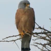 Pustułeczka - Falco naumanni - Lesser Kestrel