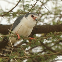 Sokolik czerwonooki - Polihierax semitorquatus - African Pygmy Falcon