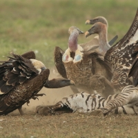 Sęp plamisty - Gyps rueppelli - Rüppell's Vulture