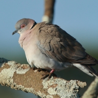 Synogarlica okularowa - Streptopelia decipiens - African Mourning Dove