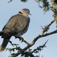Synogarlica okularowa - Streptopelia decipiens - African Mourning Dove
