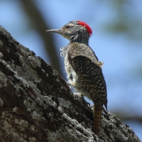 Dzięciolik złotosterny - Geocolaptes abingoni - Golden-tailed Woodpecker