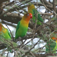 Nierozłączka rudogłowa - Agapornis fischeri - Fischer's Lovebird