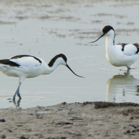 Szablodziób - Pied Avocet
