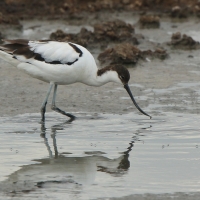 Szablodziób - Pied Avocet