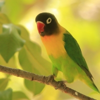 Nierozłączka czarnogłowa - Agapornis personatus - Yellow-collared Lovebird