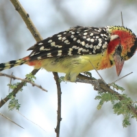 Brodal czerwonouchy - Trachyphonus erythrocephalus - Red-and-yellow Barbet