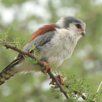 Sokolik czerwonooki - Polihierax semitorquatus - African Pygmy Falcon