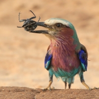 Kraska liliowopierśna - Coracias caudatus - Lilac-breasted Roller