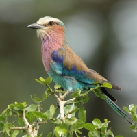 Kraska liliowopierśna - Coracias caudatus - Lilac-breasted Roller