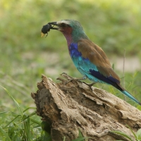 Kraska liliowopierśna - Coracias caudatus - Lilac-breasted Roller