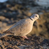 Sierpówka - Streptopelia decaocto - Eurasian Collared Dove