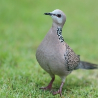Synogarlica perłoszyja - Streptopelia chinensis - Spotted Dove