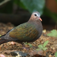 Miedzianka szmaragdowa - Chalcophaps indica - Common Emerald Dove