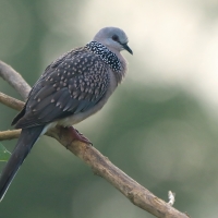 Synogarlica perłoszyja - Streptopelia chinensis - Spotted Dove