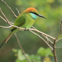 Żołna wschodnia - Merops orientalis - Green Bee-eater