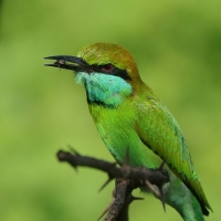 Żołna wschodnia - Merops orientalis - Green Bee-eater