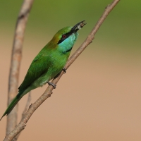 Żołna wschodnia - Merops orientalis - Green Bee-eater