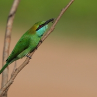 Żołna wschodnia - Merops orientalis - Green Bee-eater