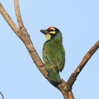Pstrogłów żółtogardły - Psilopogon haemacephalus - Coppersmith Barbet