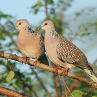 Synogarlica perłoszyja - Streptopelia chinensis - Spotted Dove