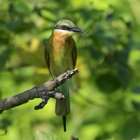 Żołna modrosterna - Merops philippinus - Blue-tailed Bee-eater