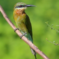 Żołna modrosterna - Merops philippinus - Blue-tailed Bee-eater