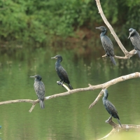 Kormoran indyjski - Phalacrocorax fuscicollis - Indian Cormorant