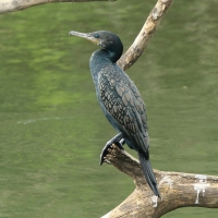 Kormoran indyjski - Phalacrocorax fuscicollis - Indian Cormorant