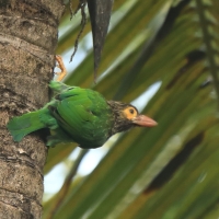 Pstrogłów nakrapiany - Psilopogon zeylanicus - Brown-headed Barbet
